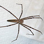Euprosthenops australis